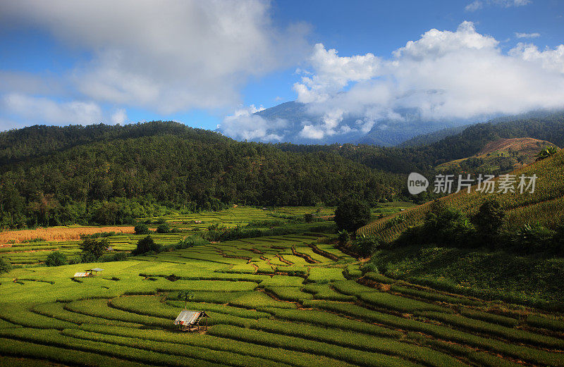 泰国清迈Pa Pong Piang山山谷乡村地区的水稻梯田。